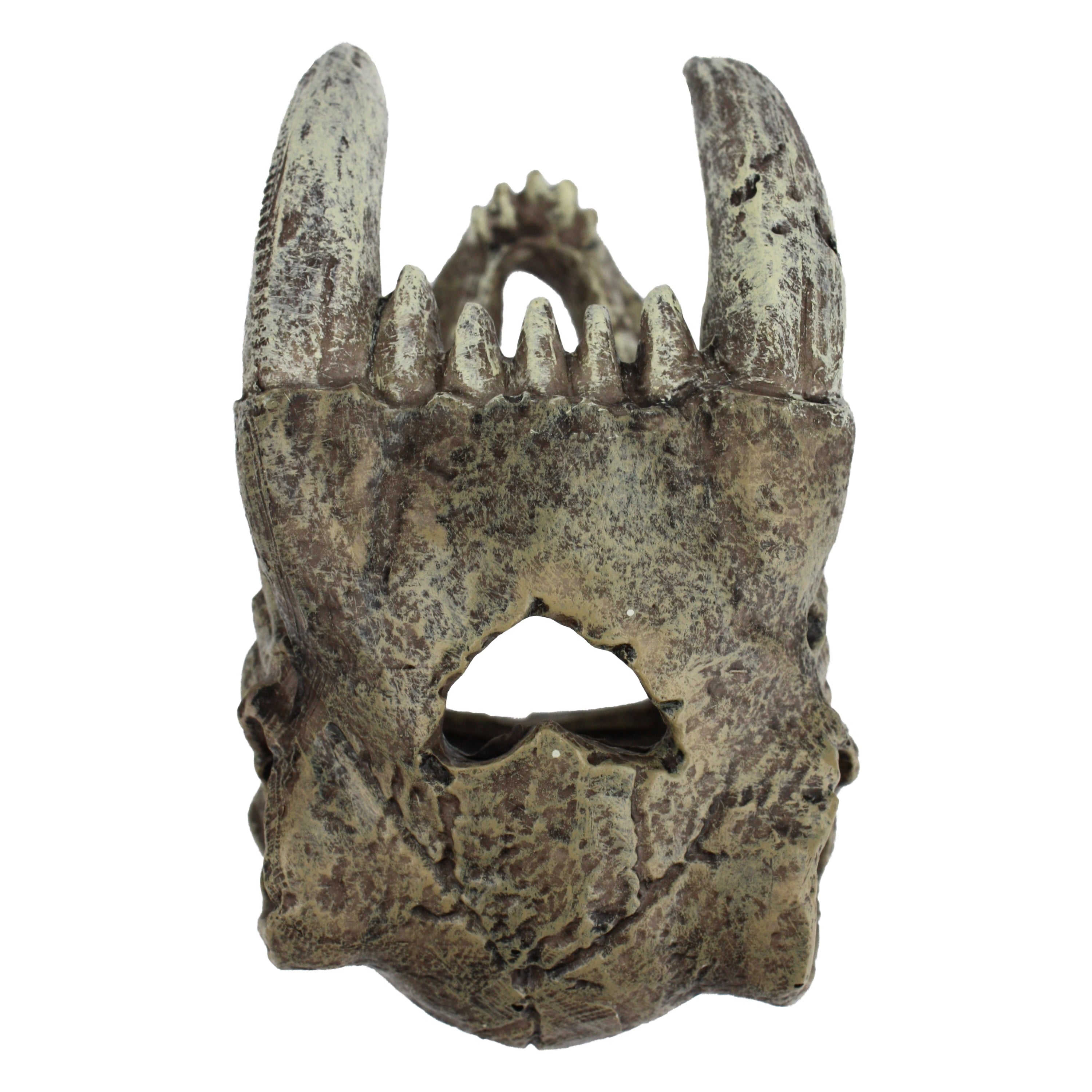 Saber Tooth Skull Decor for Aquarium or Reptile Tank, Polyresin, Aquarium Decor, Bone Color