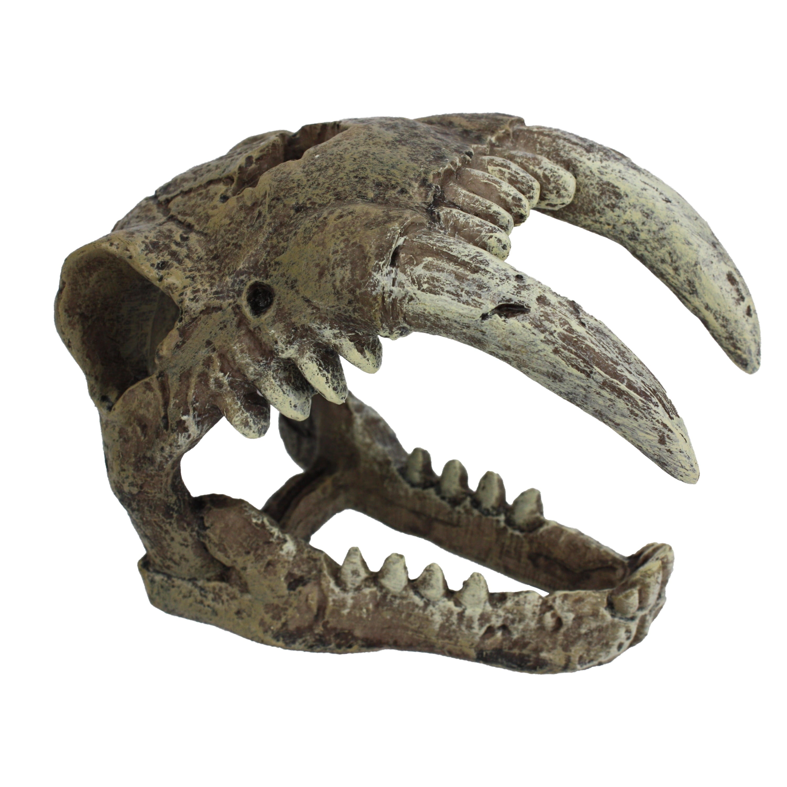 Saber Tooth Skull Decor for Aquarium or Reptile Tank, Polyresin, Aquarium Decor, Bone Color