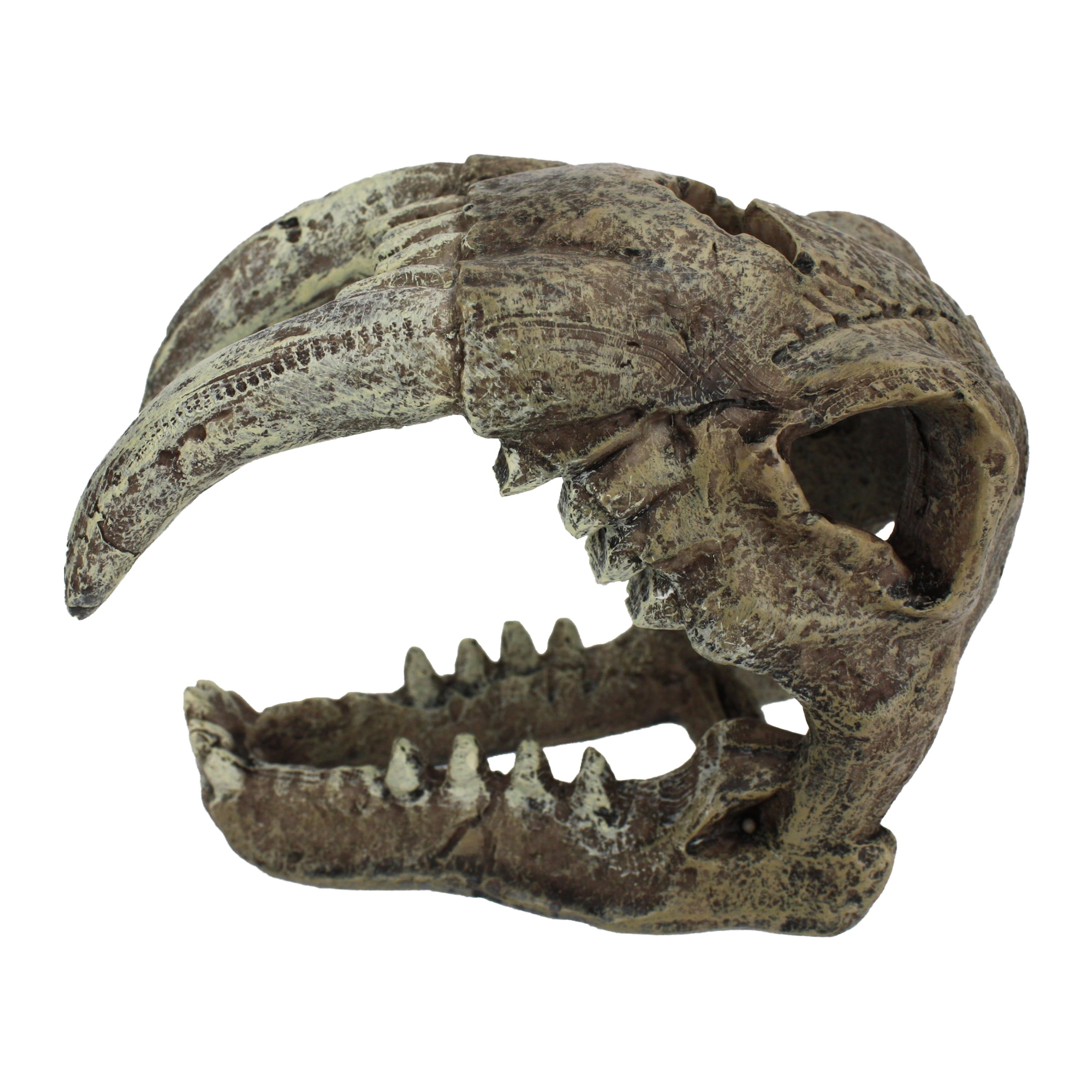 Saber Tooth Skull Decor for Aquarium or Reptile Tank, Polyresin, Aquarium Decor, Bone Color