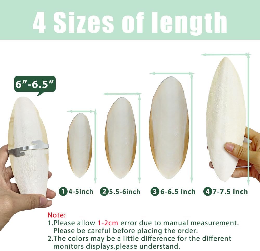 Natural Cuttlebone for Birds Parakeets Canaries Cockatiels Small Conures Mynahs Toucans African Greys All Parrots Snails Totoise, with Holder for Bird Cage (5.5-6 Inch,2Pcs)