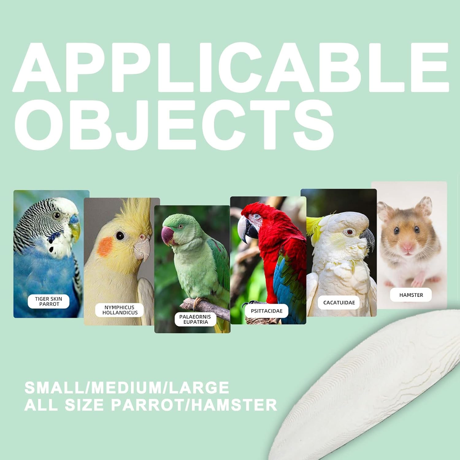 Natural Cuttlebone for Birds Parakeets Canaries Cockatiels Small Conures Mynahs Toucans African Greys All Parrots Snails Totoise, with Holder for Bird Cage (5.5-6 Inch,2Pcs)
