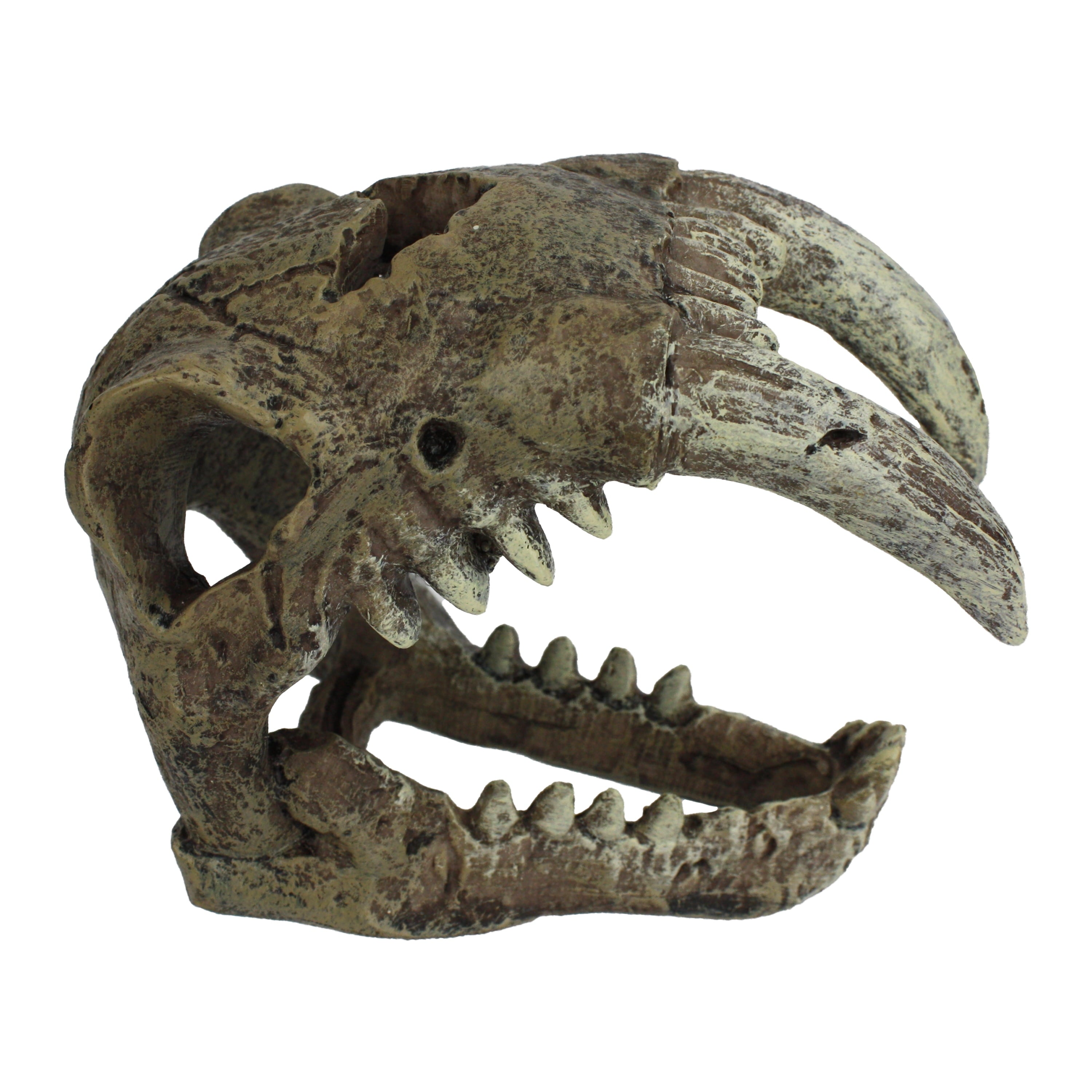 Saber Tooth Skull Decor for Aquarium or Reptile Tank, Polyresin, Aquarium Decor, Bone Color